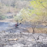 Πυρκαγιά στο Δήμο Φοινικαίων