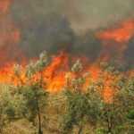 Πυρκαγιά στον Άγιο Θωμά Βοιωτίας