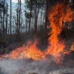 Πυρκαγιά στη θέση Νταγιά Μαγνησίας