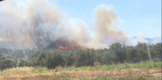 Πυρκαγιά στη Μούτελη Ηλείας