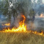 Πυρκαγια στο Βελεστίνο έκαψε θεριζοαλωστική μηχανή και σιτηρά