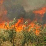 Πυρκαγιά στο Σπαθοβούνι Κορινθίας σε γεωργική έκταση