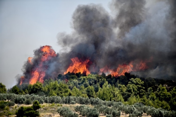 Πυρκαγιά σε δασική έκταση στη Θεσσαλονίκη