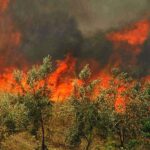 Δασική πυρκαγιά στην περιοχή Αβιάς στην Μάνη