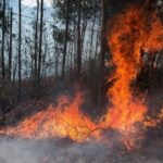 Υπό έλεγχο τέθηκαν η πυρκαγιές στην Χαλκιδική και Θεσσαλονίκη