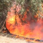 Ενημέρωση για τις δασικές πυρκαγιές που εκδηλώθηκαν στην Άνω Βαρυμπόμπη Αττικής, στην Εύβοια στη Μεσσηνία και στην Ανατολική Μάνη.