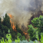 Δασική πυρκαγιά σε εξέλιξη στην περιοχή Γιανναίοι στην Μεγαλόπολη