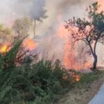 25 στρέμματα περίπου έγιναν στάχτη στο Αργάσι