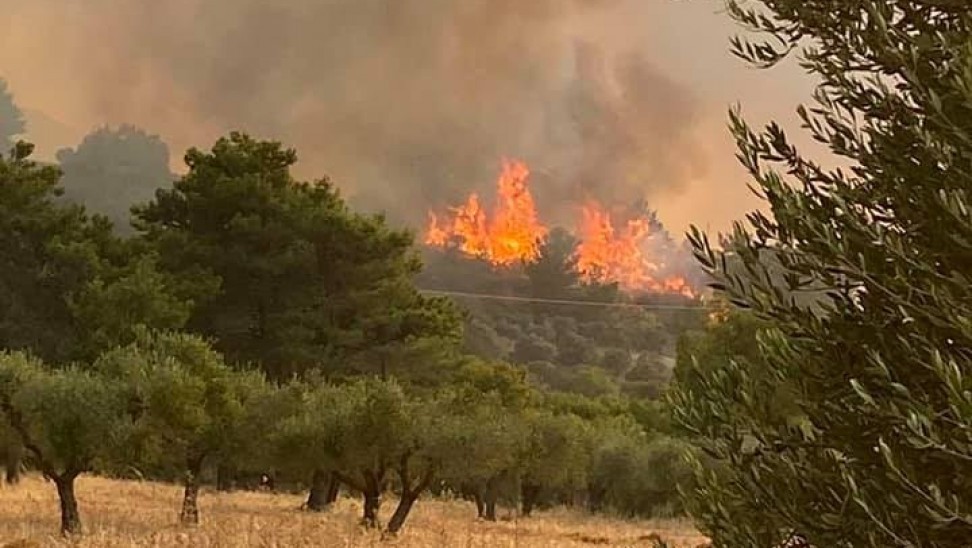 Πυρκαγιά σε δασική έκταση στην Ελαία Φωκίδας