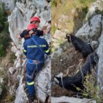 Πυροσβεστική-Απεγκλωβισμό 2 τράγων στα Δερβενάκια Κορινθίας.