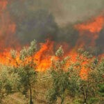 Μεγάλη πυρκαγιά σε εξέλιξη σε Γεωργική έκταση στην Άρτα