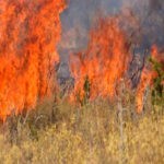 Συνελήφθη άνδρας για εμπρησμό από αμέλεια σε αγροτοδασική περιοχή Ωλένης