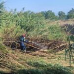 Πυρκαγιά σε καλάμια στο κτήμα Καμπά στην Κάντζα (Φωτό)