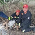 Πυροσβέστες στη Ρόδο διέσωσαν εγκλωβισμένο ελαφάκι σε δίχτυα