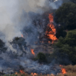 Πυρκαγιά σε δασική έκταση στο Μαρτίνο Φθιώτιδας