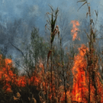 Σύλληψη για πυρκαγιά σε αγροτική έκταση στη Μεσσηνία