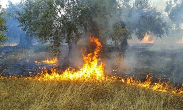 Πυρκαγιά σε καλαμιές ήταν η αιτία που «βυθίστηκε» στο σκοτάδι μεγάλο μέρος της Π.Ε. Σερρών