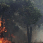 Πυρκαγιά σε αγροτοδασική έκταση στην περιοχή Βελά Αιγιαλείας Αχαΐας