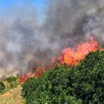 Σύλληψη για πυρκαγιά σε δασική έκταση στην Ηλεία