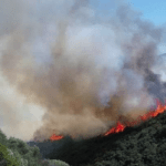 Σύλληψη για πυρκαγιά σε δασική έκταση στην περιοχή στο Βασιλάκι Λακωνίας