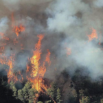 Πυρκαγιά σε δασική έκταση στο Καπαρέλλι Βοιωτίας