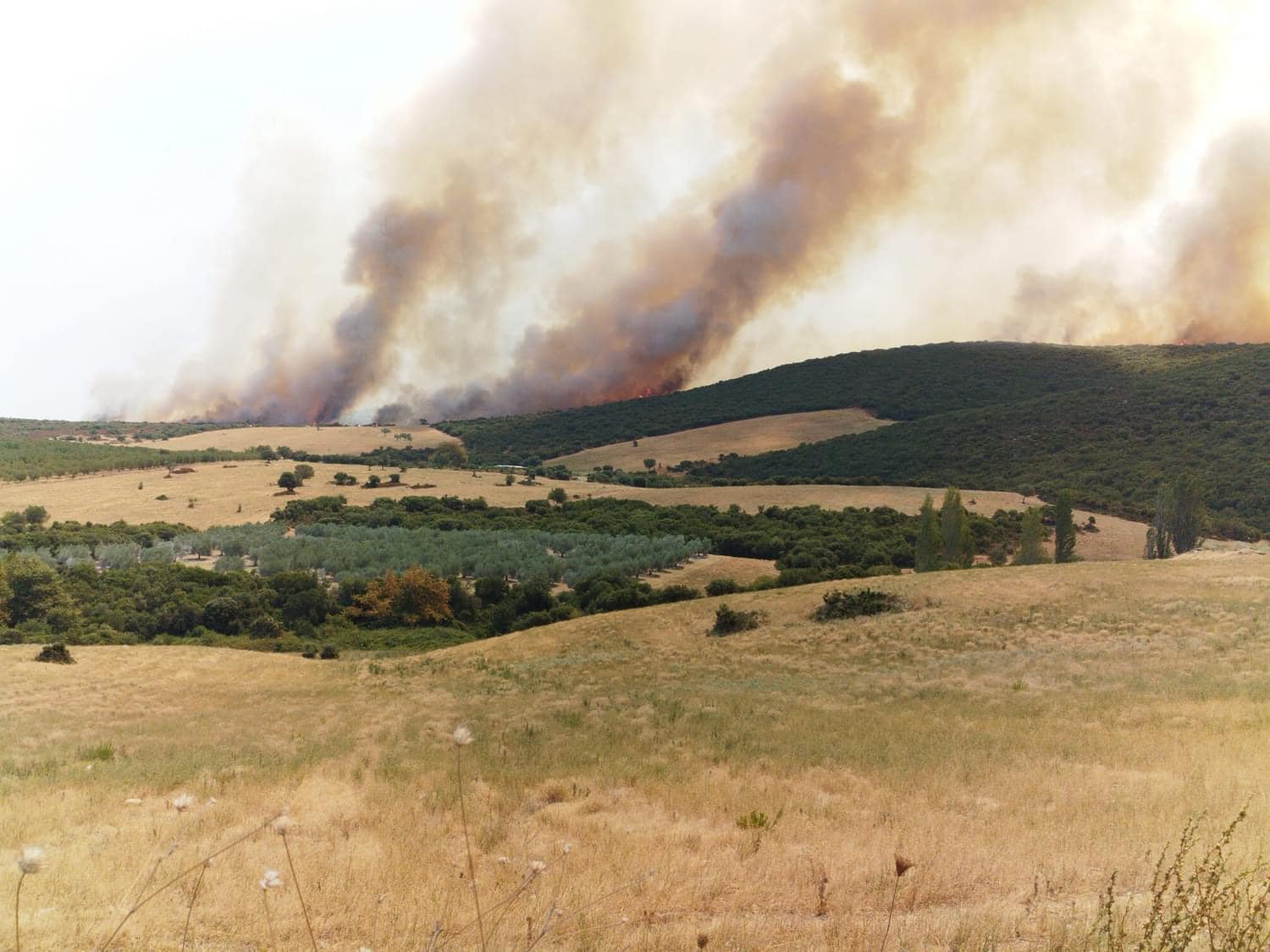 Πυρκαγιά σε δασική έκταση στον Πολύγυρο Χαλκιδικής