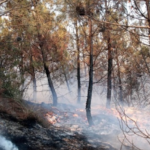 Έσβησε η πυρκαγιά στη Δαδιά - Σε επιφυλακή η πυροσβεστική για αναζωπυρώσεις