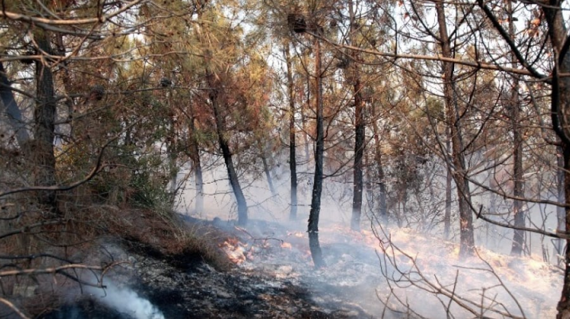 Έσβησε η πυρκαγιά στη Δαδιά - Σε επιφυλακή η πυροσβεστική για αναζωπυρώσεις