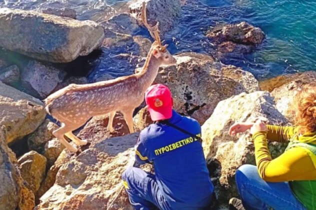 Η πυροσβεστική διέσωσε εγκλωβισμένο ελάφι στη μαρίνα της Καλαμάτας