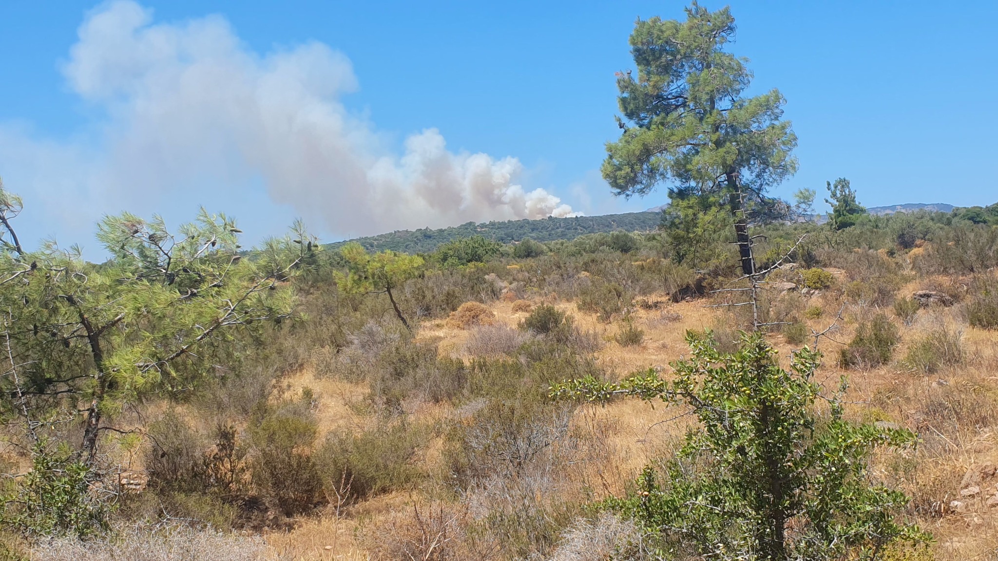 Πυρκαγιά σε δασική έκταση στην περιοχή Μανταμάδος Λέσβου