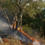 Υπό έλεγχο τέθηκε η πυρκαγιά στη θέση Κοπανούλα Ολύμπου Πιερίας