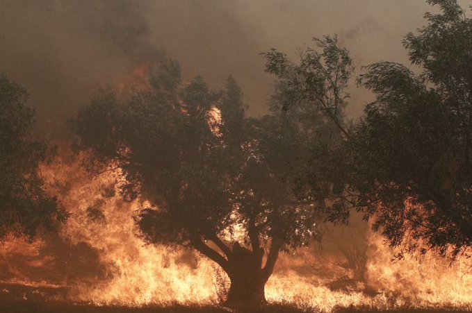 Πυρκαγιά σε δασική έκταση στην περιοχή Σερζιανά Ιωαννίνων