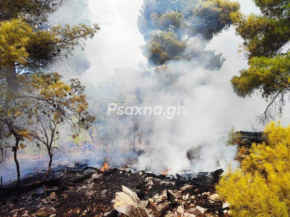 Πυρκαγιά σε δασική έκταση στο Μίστρο Ευβοίας