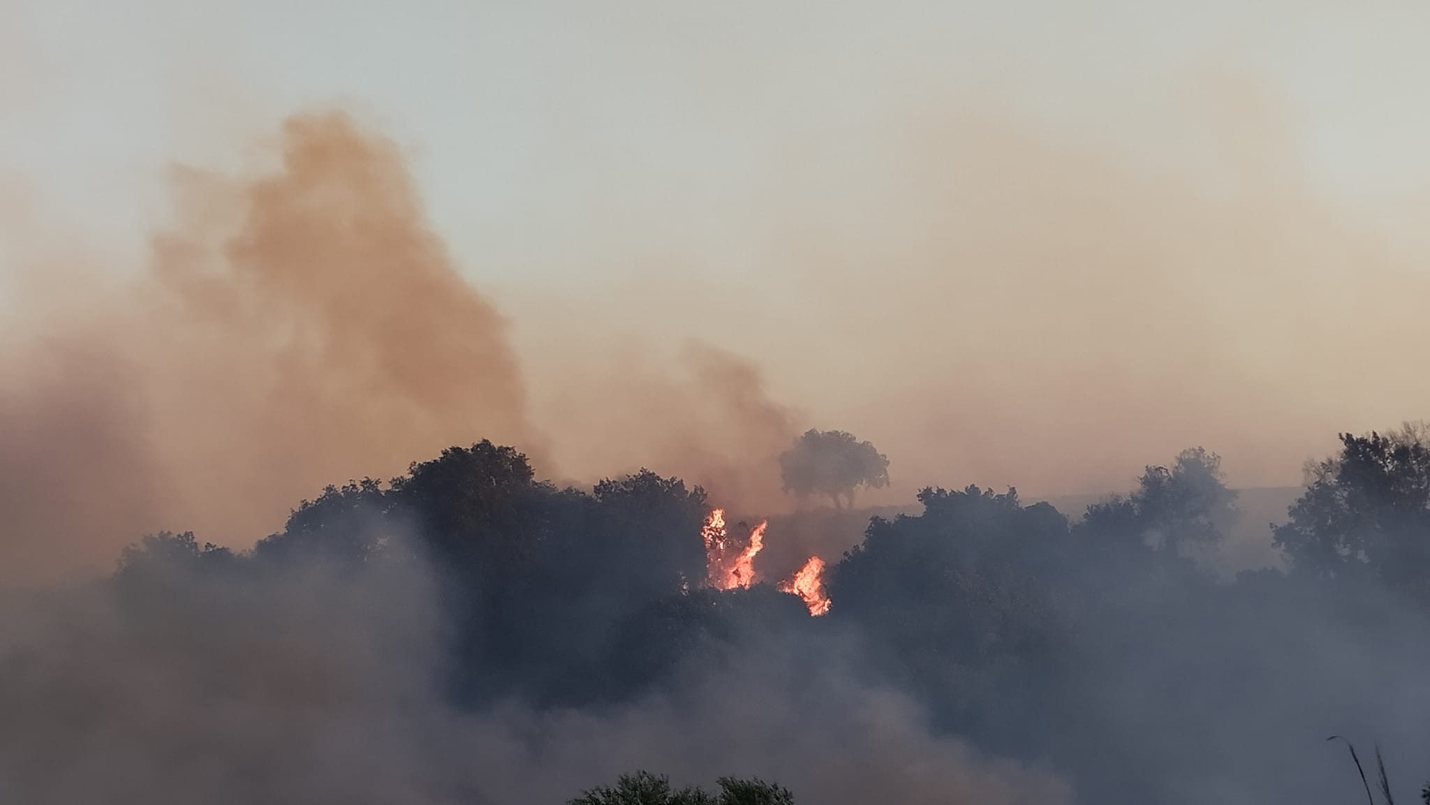 Πυρκαγιά σε δασική έκταση στην περιοχή Άνω Κουρτέσι Ανδραβίδα