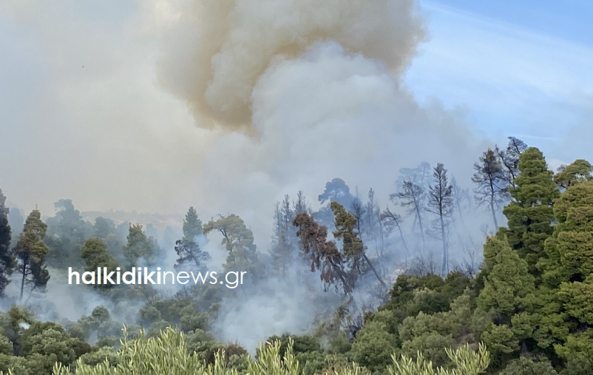 Πυρκαγιά σε χαμηλή βλάστηση στην περιοχή Τριπόταμος Χαλκιδικής