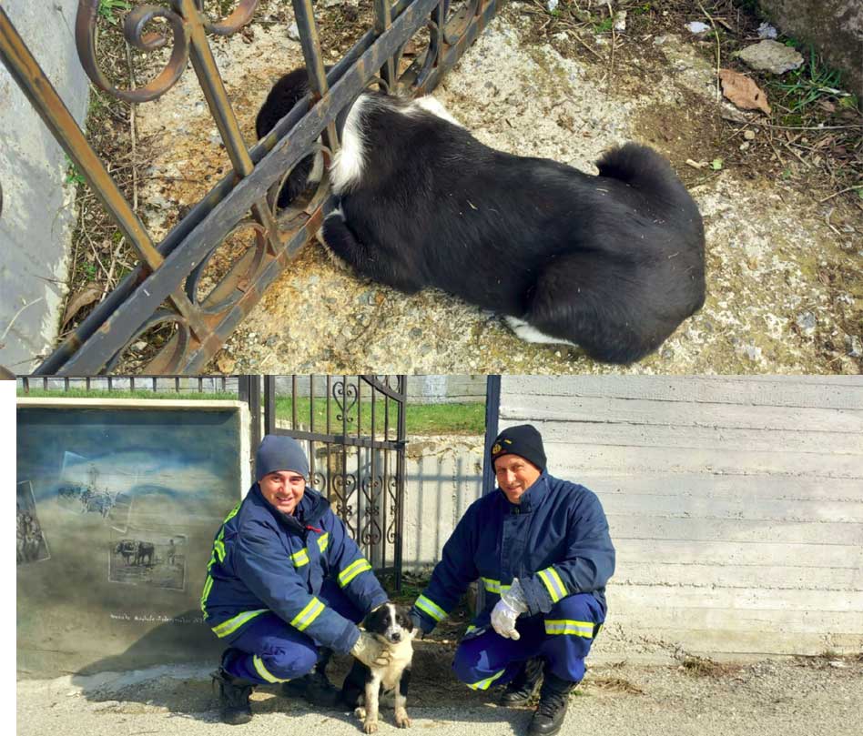 Διάσωση σκύλου στο Μεσόβουνο απο την Πυροσβεστική Υπηρεσία Πτολεμαΐδας